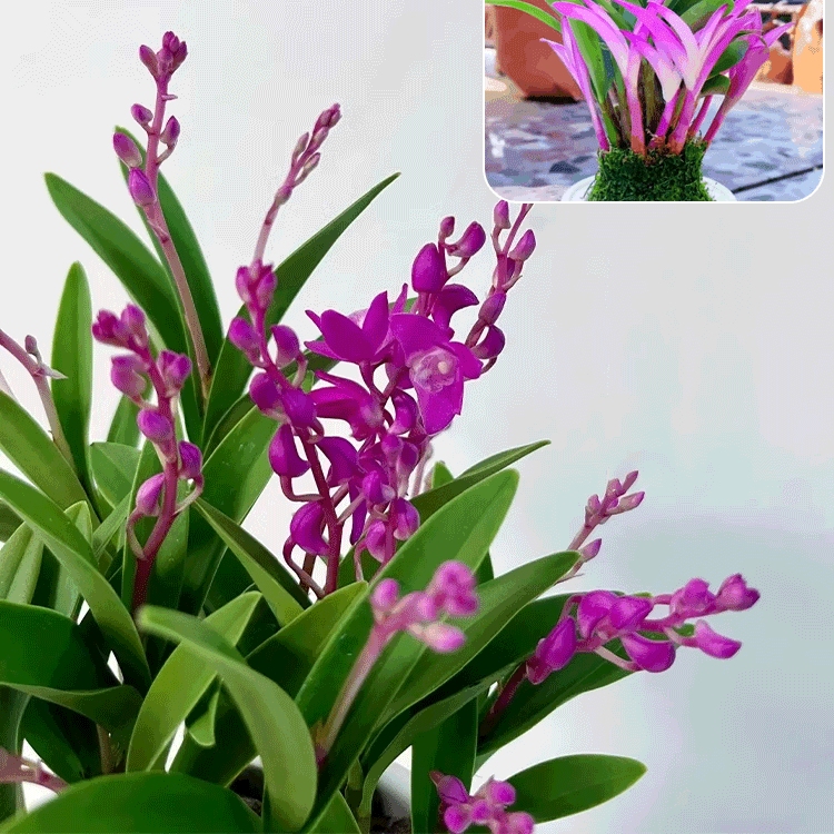 香水石斛蘭改善睡眠綠植淨化空氣