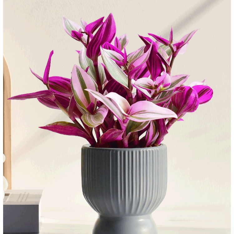 優雅油畫吊蘭室內花卉