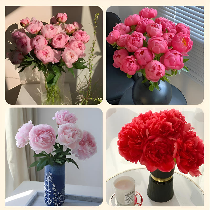 신선한 작약 씨앗