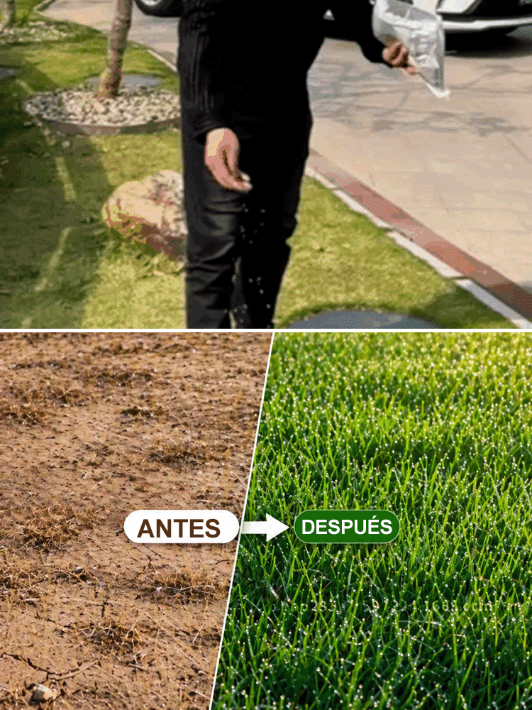 JS-[Tasa de germinación del 99% en 7 días] Semillas de césped multivariedad