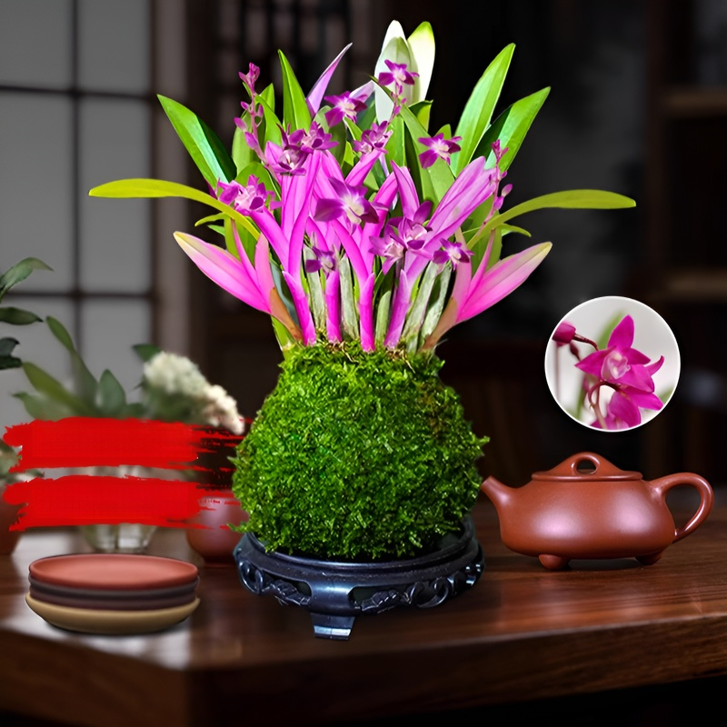 Perfume Dendrobium improves sleep, green plants purify air