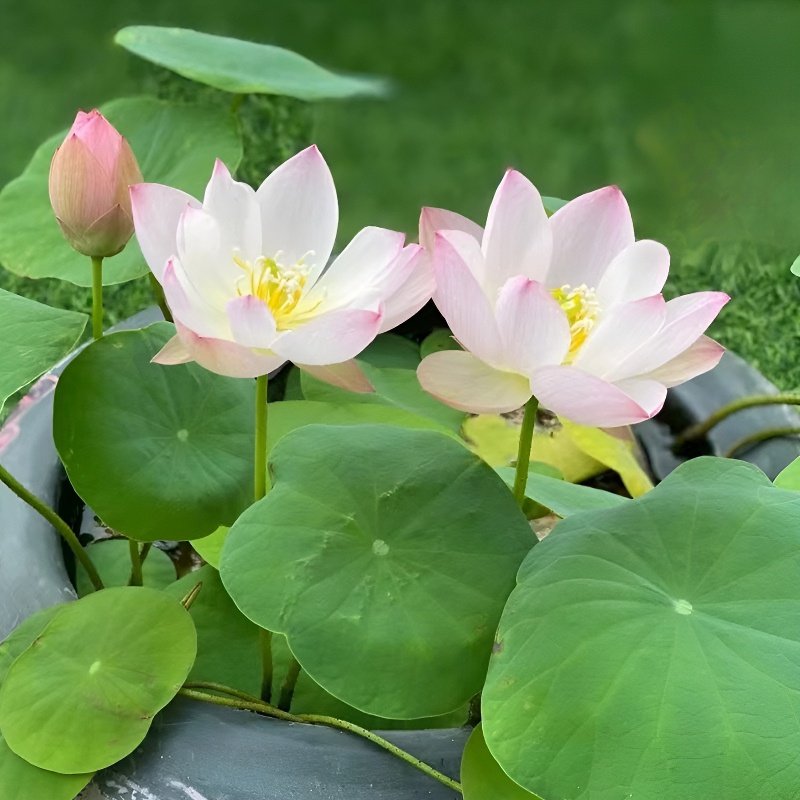 Four Seasons Blooming: Bowl Lotus Seeds