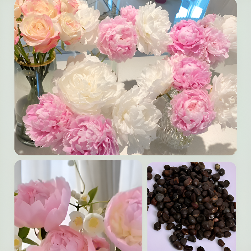 신선한 작약 씨앗