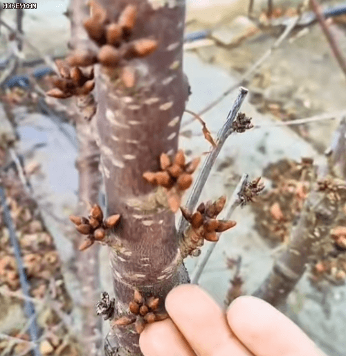 Honeycam 2025-11-17 20-52-23.gif