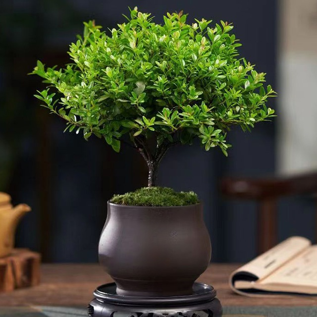Small-leaved Syzygium Bonsai Plant