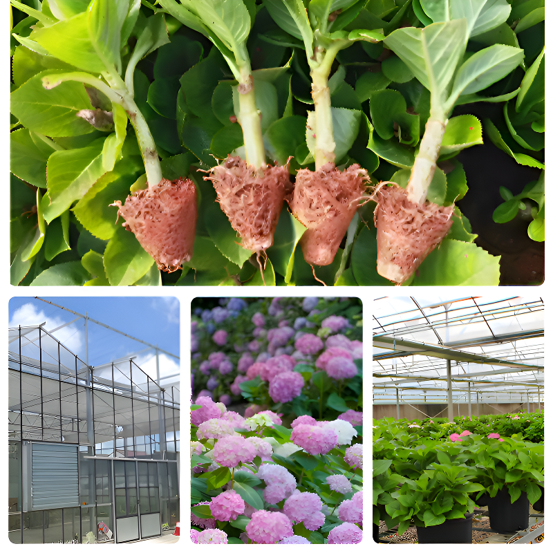 Plántulas variadas de hortensia