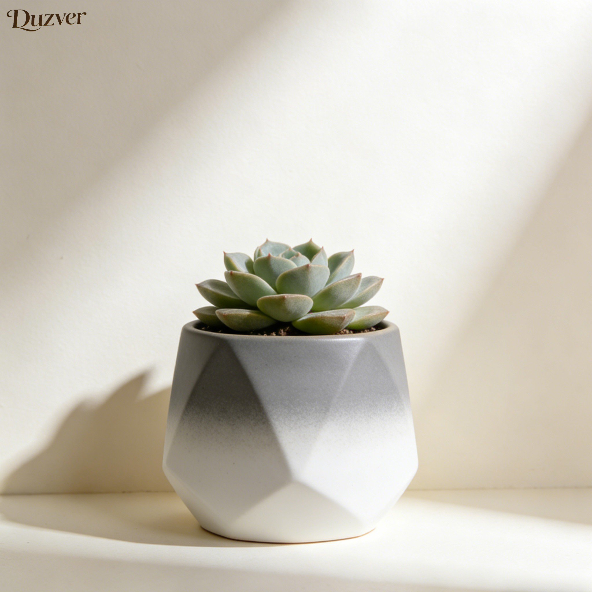 Mini Sukkulenten Pflanzen Topf