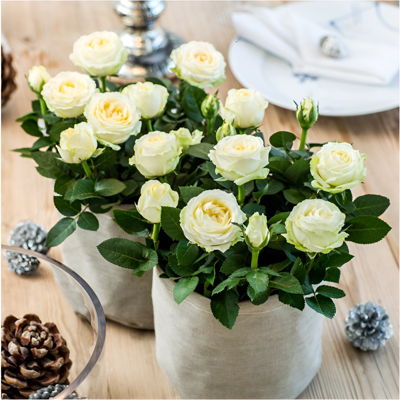 ベランダ用鉢植えバラ