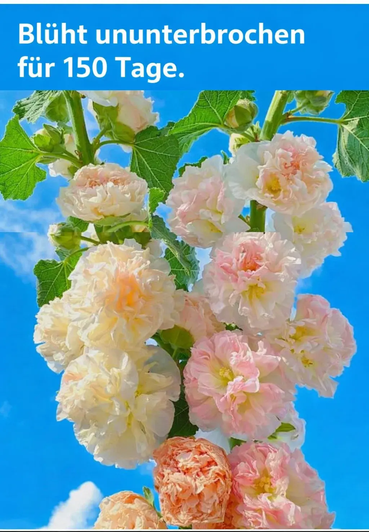 Blühende Zier-Stockrosen im Beet