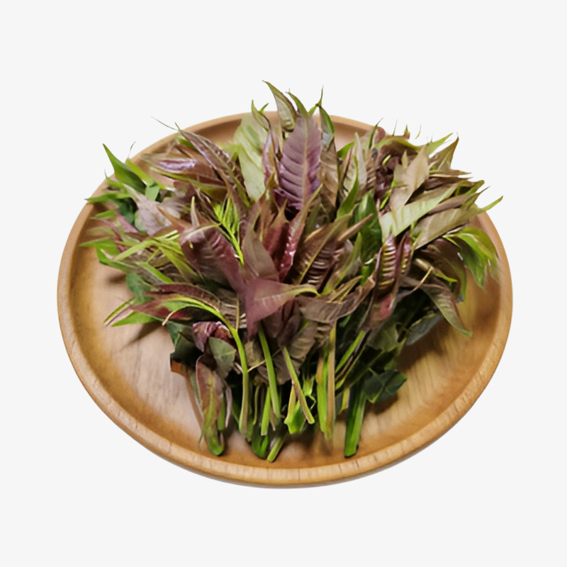 Rote Toona-Samen Hoher Ertrag Gartenbau Blutzuckersenkend