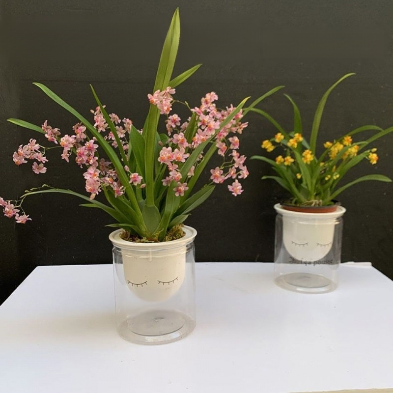 Green plants and fragrant potted flowers
