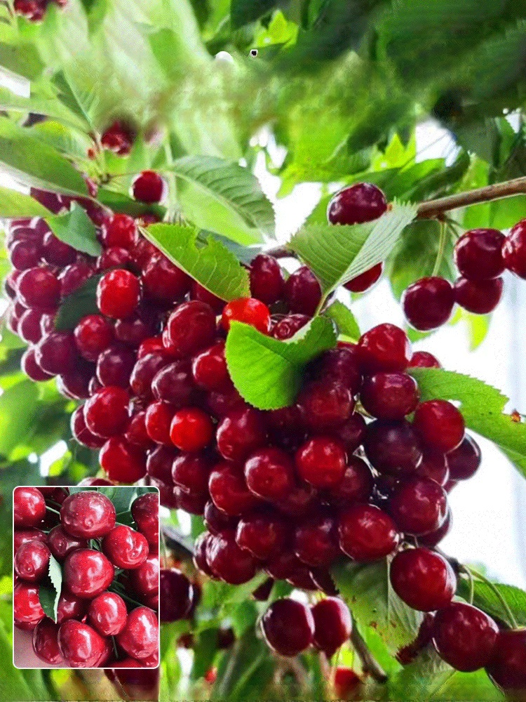 [กินได้ทั้งครอบครัว] เมล็ดเชอร์รี่หลากหลายสายพันธุ์