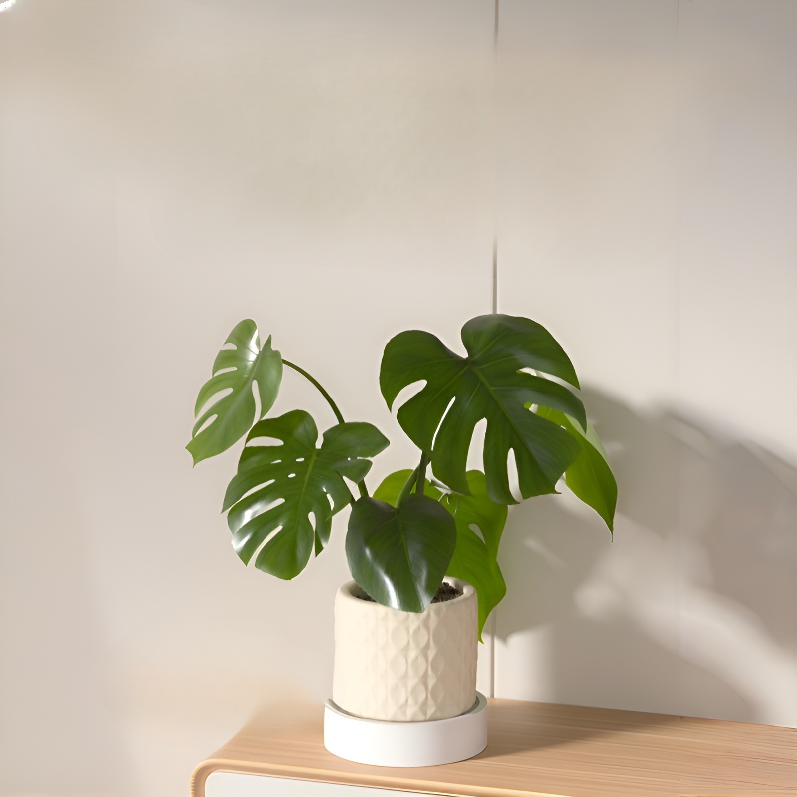 Bandeja redonda para macetas con ruedas giratorias