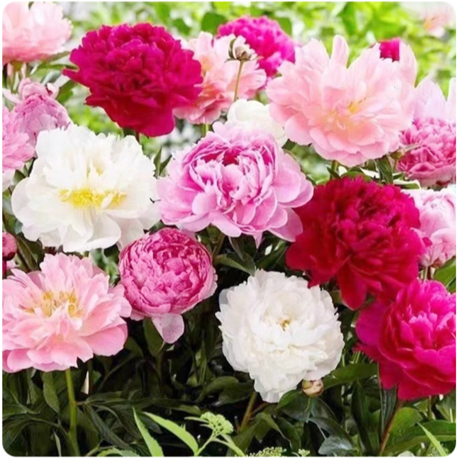 봄에 새로 심은 화분 속 작약