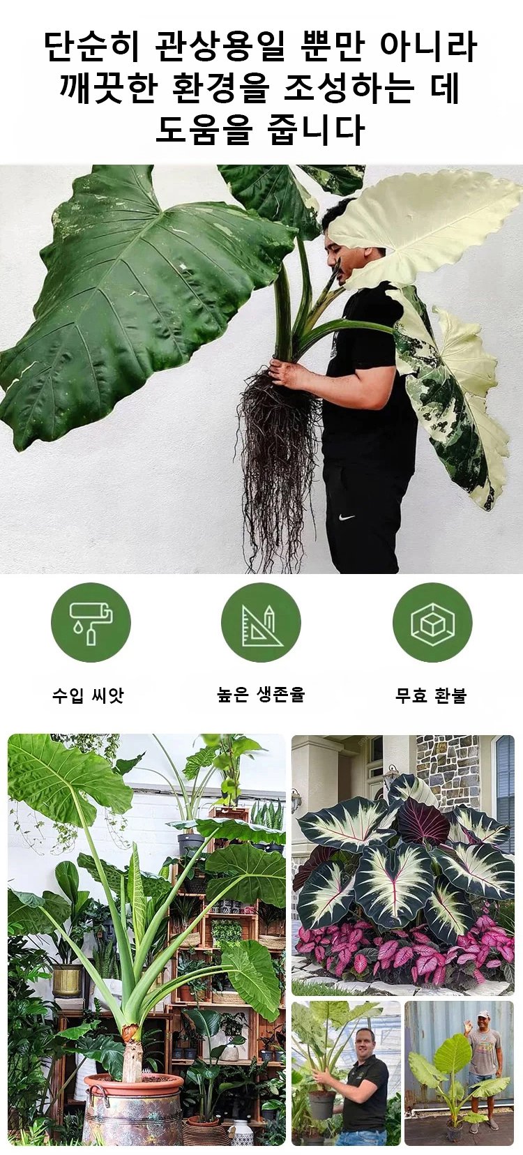 翻译件-HFH-稀有彩叶玉簪花种子-1286342_15.jpg
