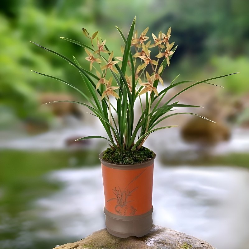 香水文心蘭苔蘚球