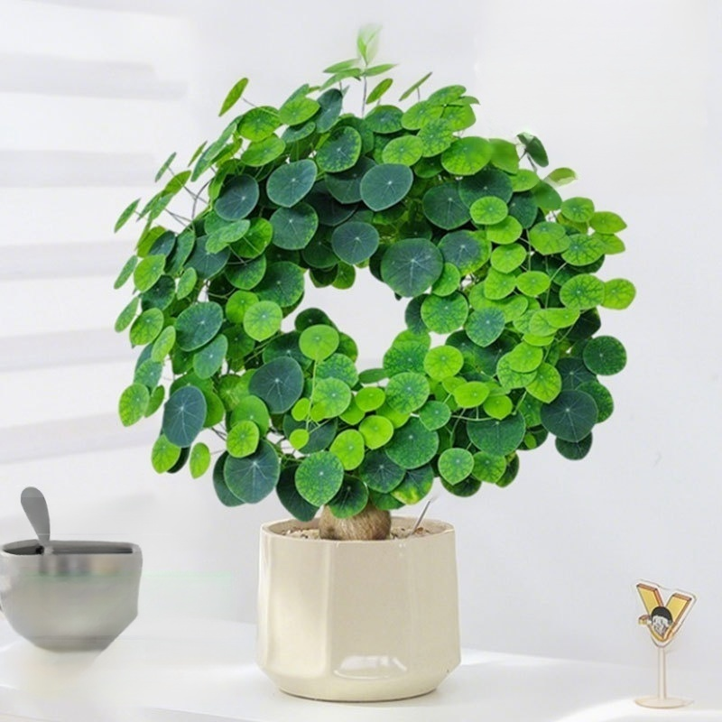 수경 관엽 식물