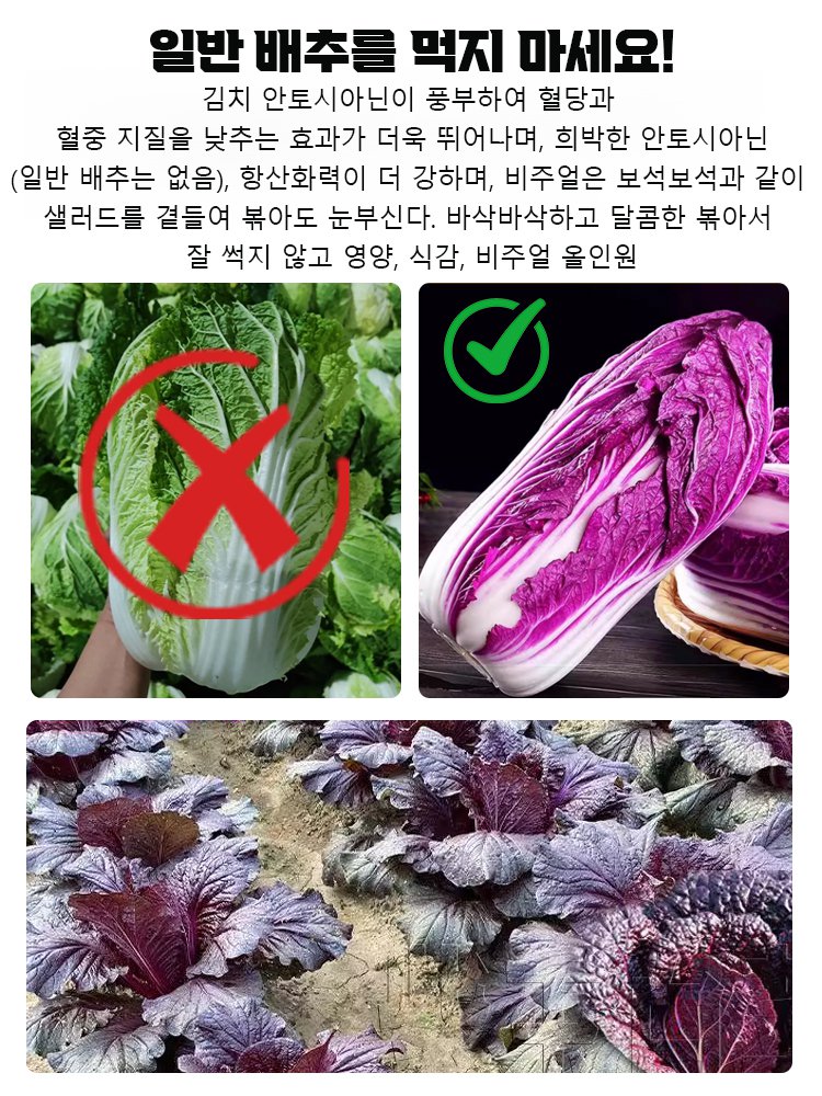 영양 건강 빨간 배추씨