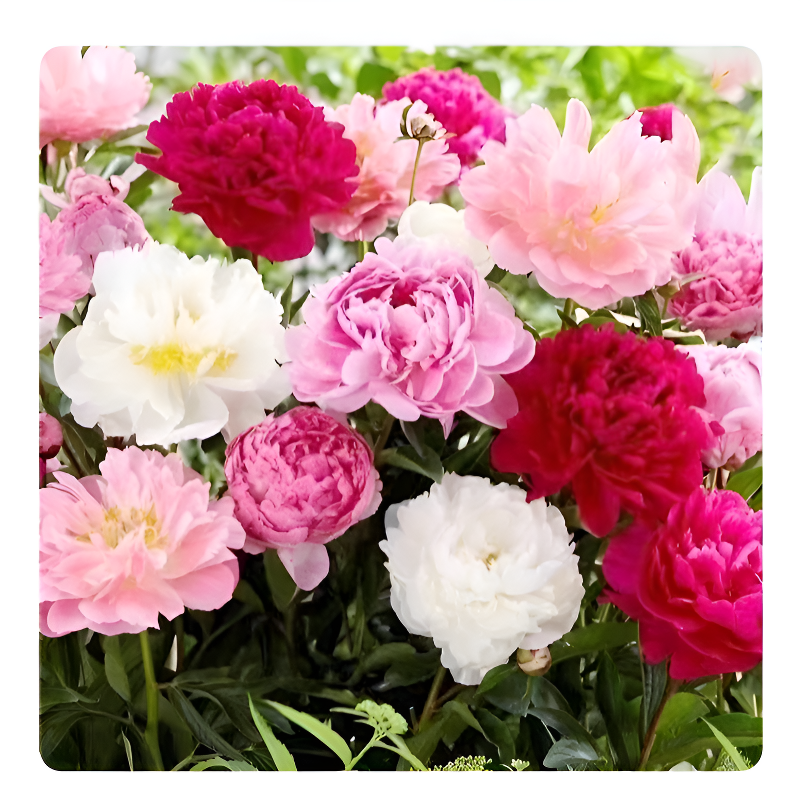 신선한 작약 씨앗