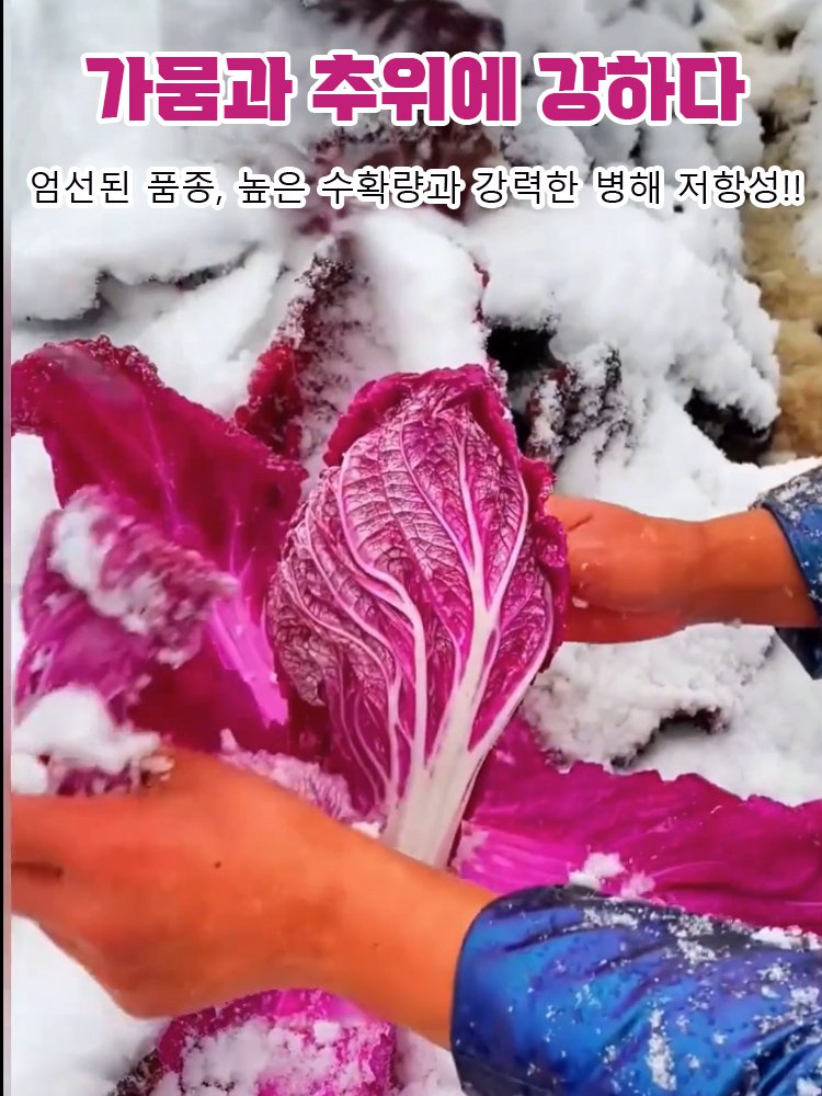 영양 건강 빨간 배추씨