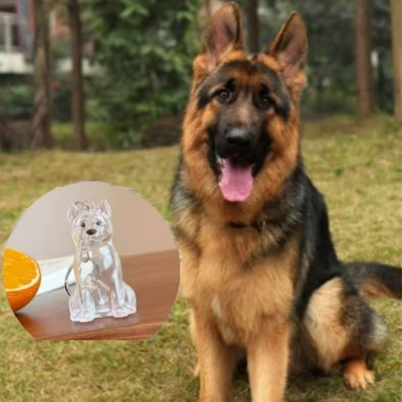 Porte-clés avec pendentif chien, boîte transparente pour poils d'animaux