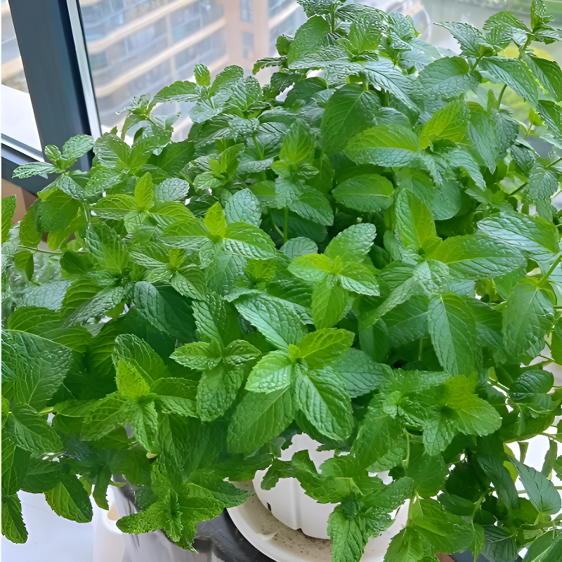 사계절 파종 가능한 모기 퇴치 허브 레몬 민트 씨앗 발코니 화분 재배