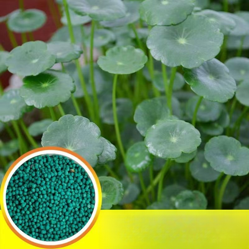 흑신화 동전초 씨앗