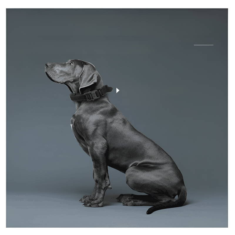  สายคล้องคอไนลอนสำหรับสุนัขพันธุ์ใหญ่แบบทหาร รุ่นควิกโค้ท