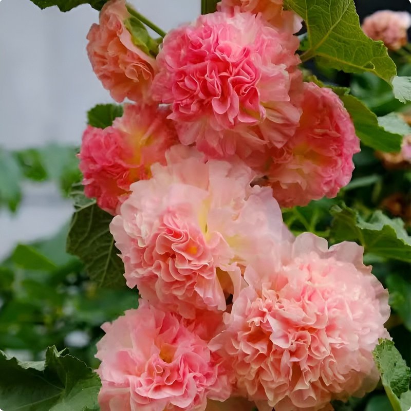 Semillas de Alcea para maceta o balcón