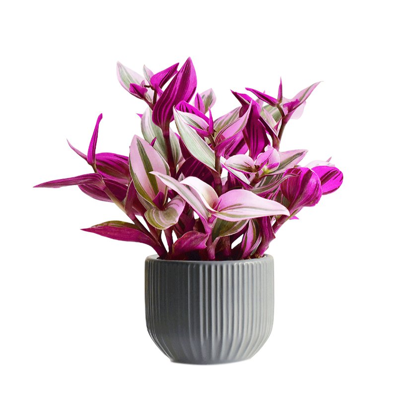 보라색 거미 식물