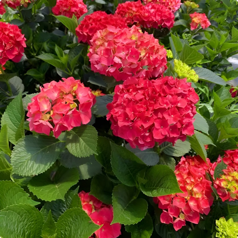 アジサイの種子