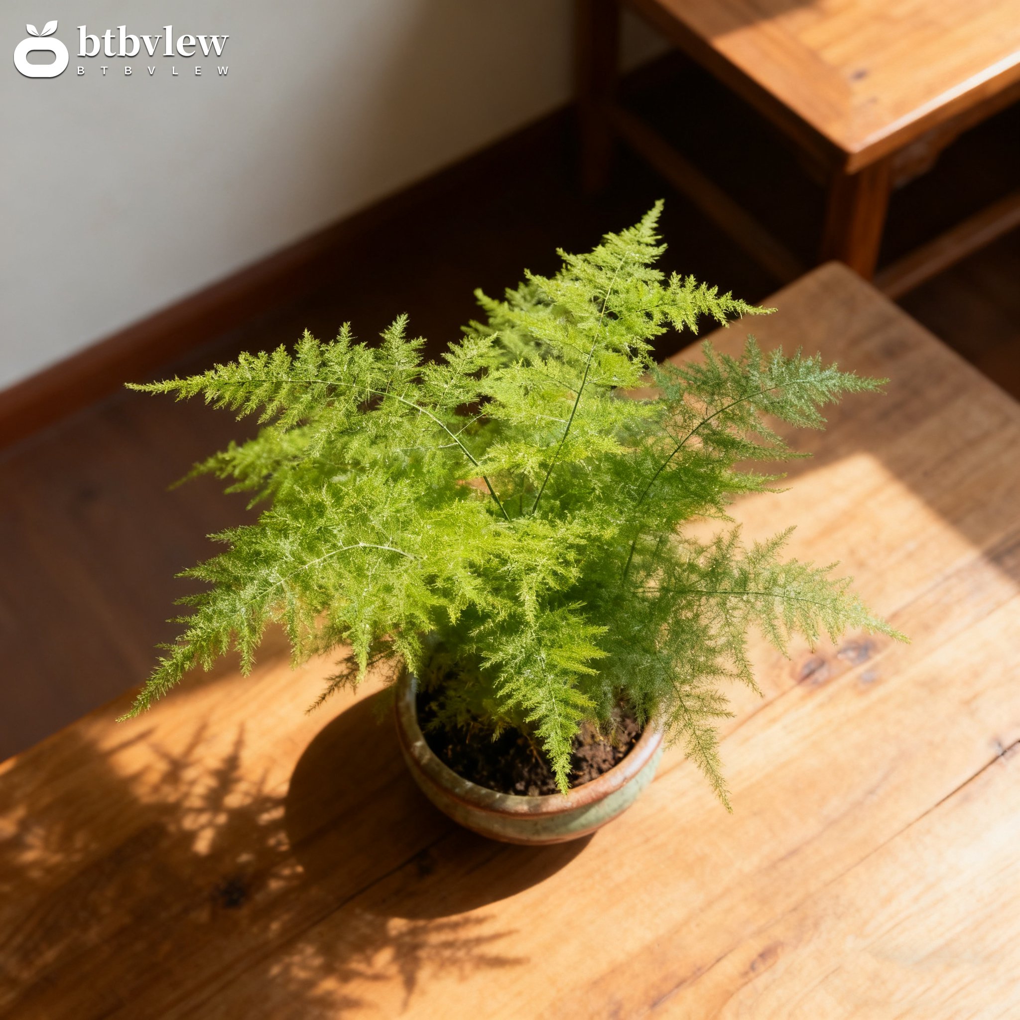 Bambusová kapradina v květináči do interiéru