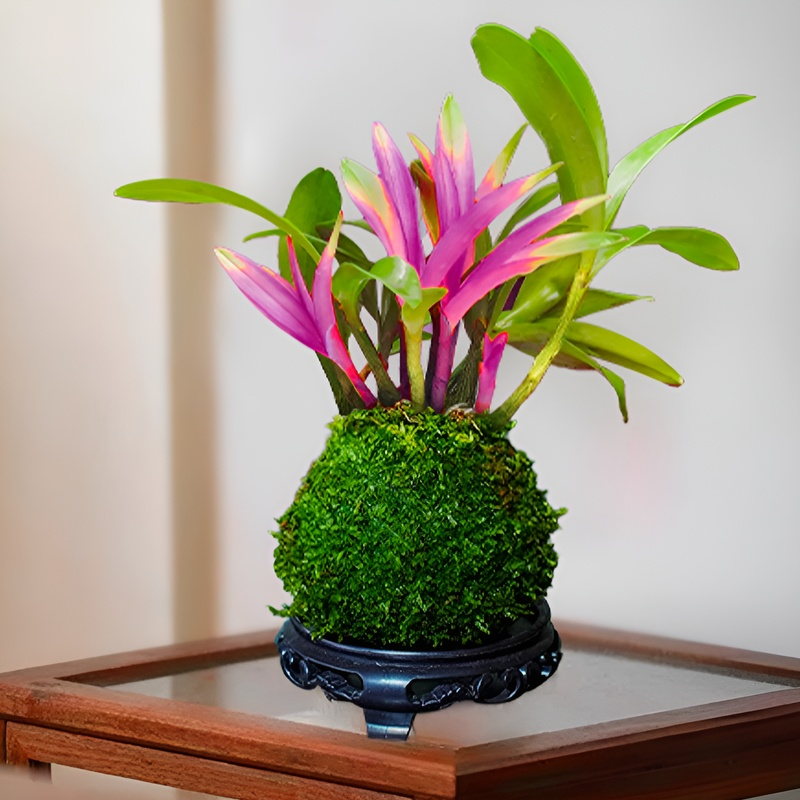 키우기 쉬운 덴드로비움 꽃 아로마테라피 식물