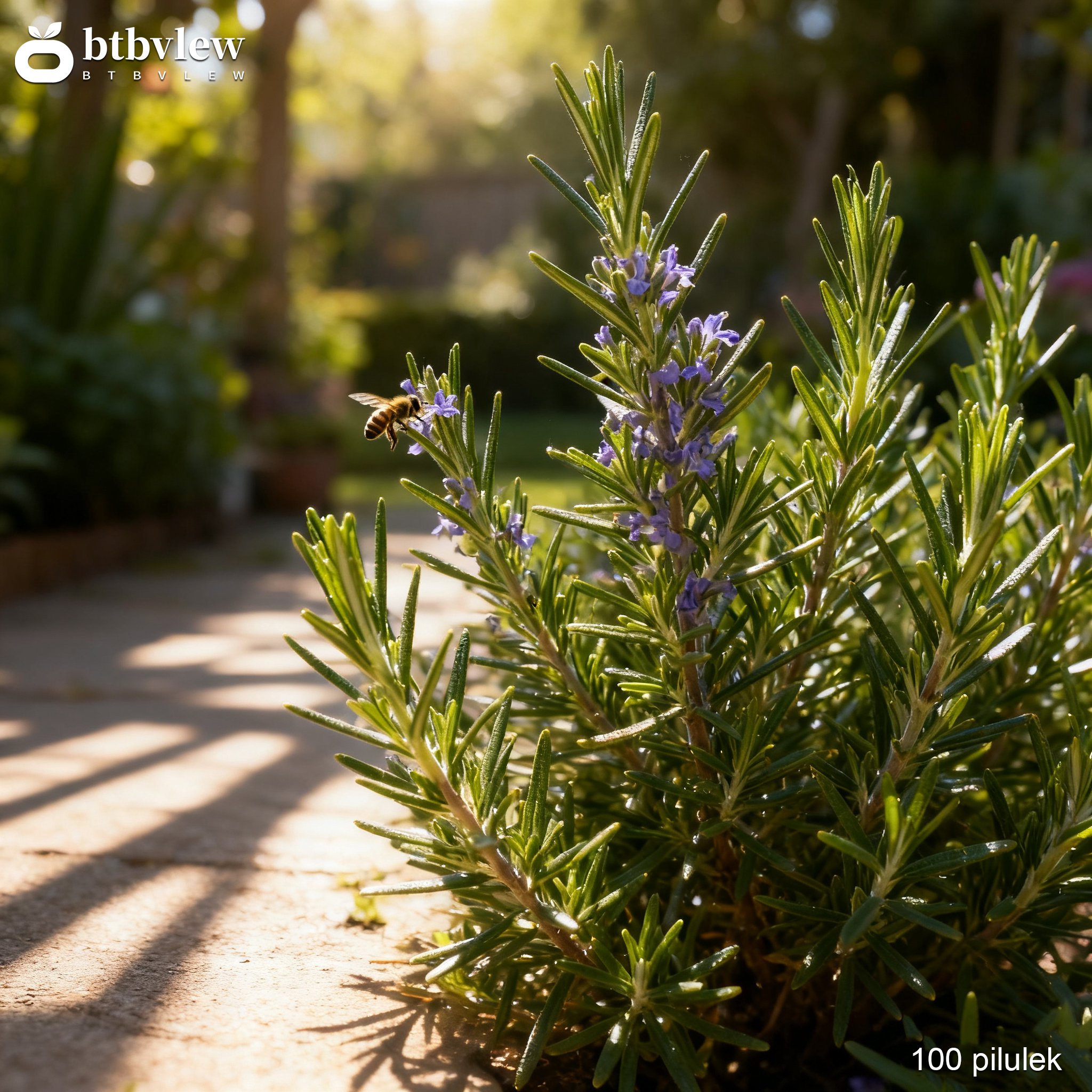 Rozmarýnová semena v ruce