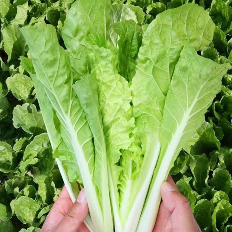 Four Seasons Creamy Bok Choy Seeds