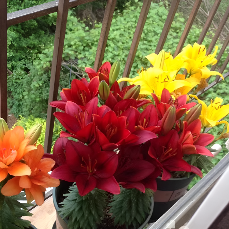 Potted lilies