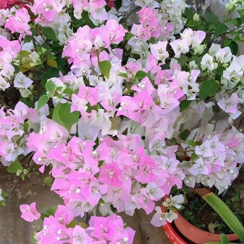 Semillas de Bugambilia de Nueve Capas