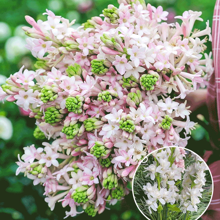 팔레노프시스 난초 실내 식물