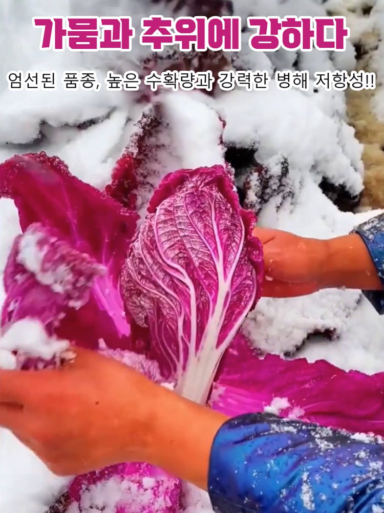 영양 건강 빨간 배추씨