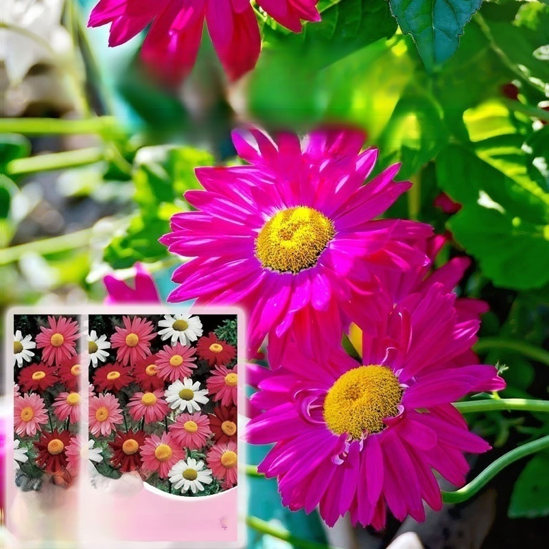 四季可種高發芽率除蟲菊種子