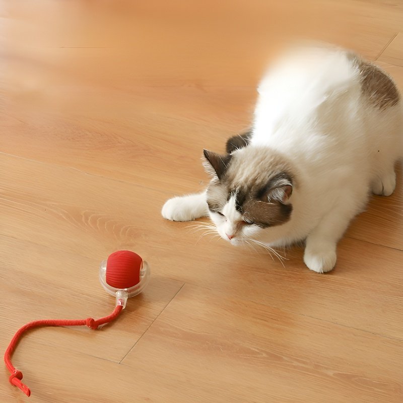 インテリジェントで退屈な猫が犬のボールをからかう