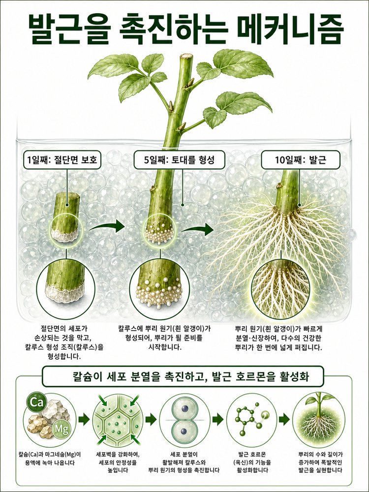 미친 생명력! 단 3일 완성 뿌리 폭발 마법 파우더