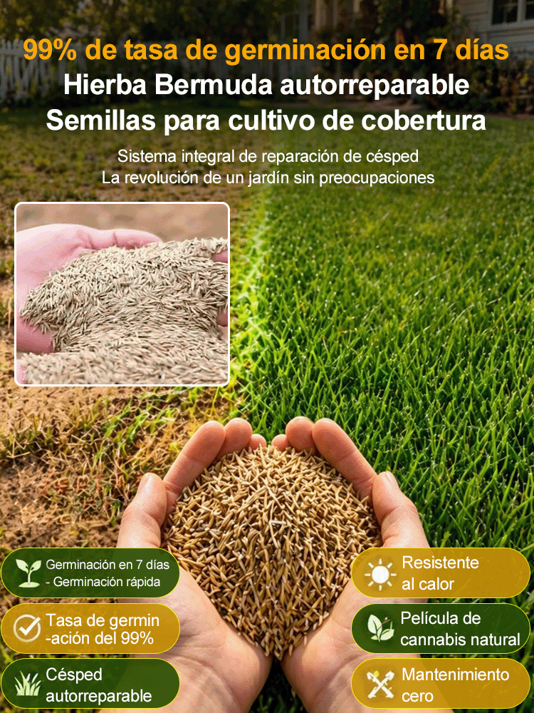 JS-[Tasa de germinación del 99% en 7 días] Semillas de césped multivariedad