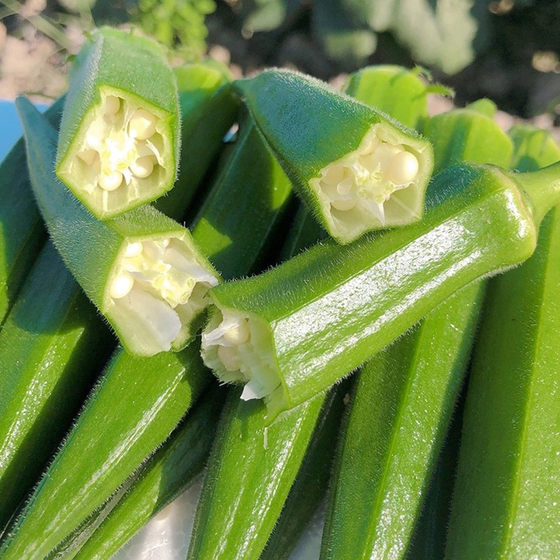Semillas de Okra Amarilla para Balcón de Cuatro Estaciones