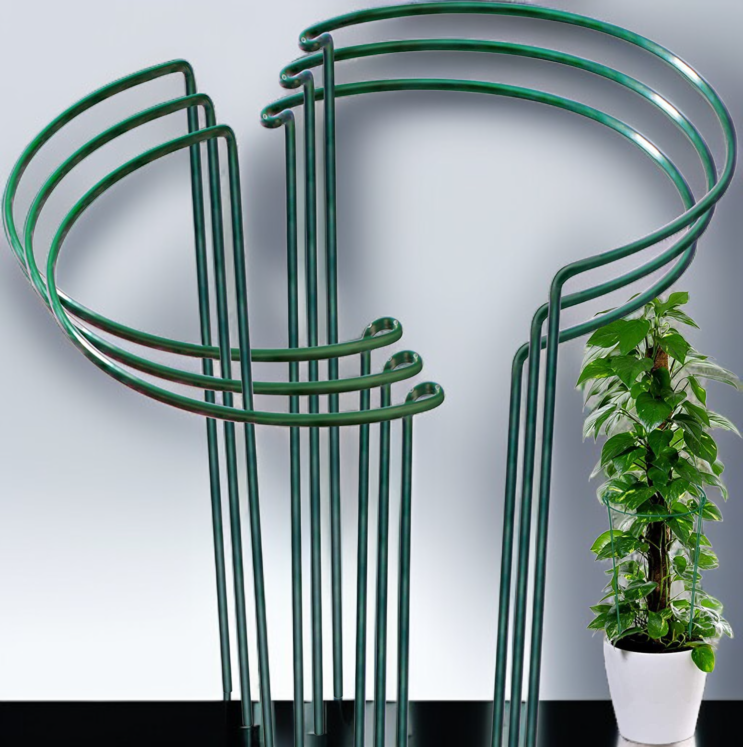 حامل نبات حلقي داعم