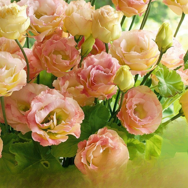 화분에 심은 도라지꽃