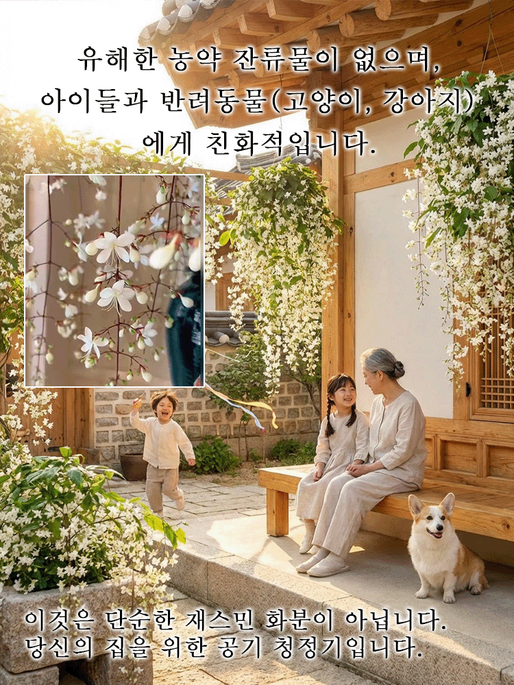 【향기 폭발】늘어지는 자스민 씨앗