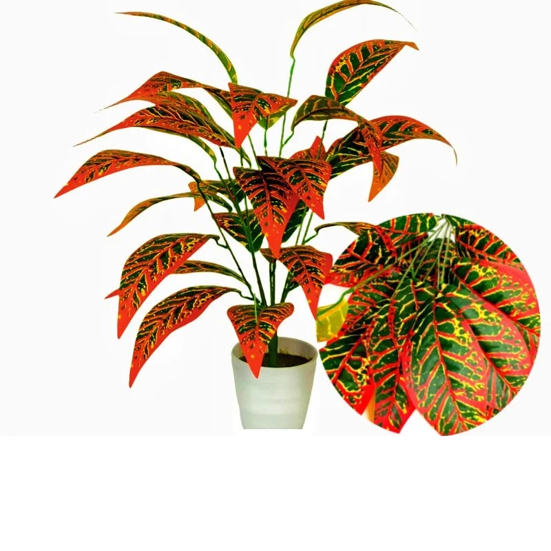 몬스테라 델리시오사 분재