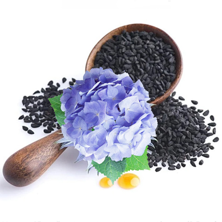 เมล็ดไฮเดรนเจียสำหรับปลูกในกระถาง ทั้งในร่มและกลางแจ้ง ไม้ดอกยืนต้น