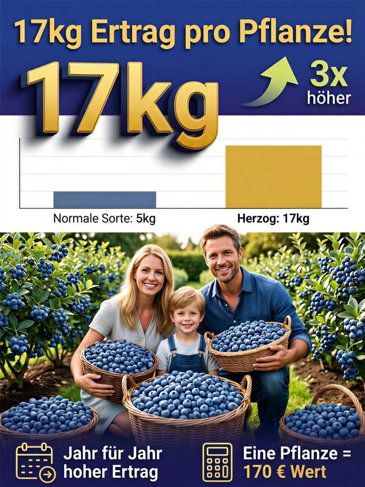 Duke Blaubeerpflanze XXL - Gro￟fruchtig & Ertragreich im Topf 
